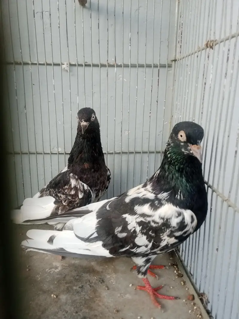 Ram puri pegeons