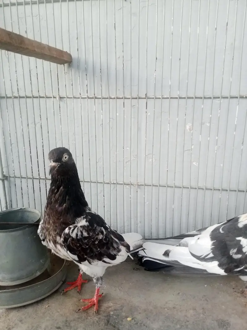 Ram puri pegeons — photo 3