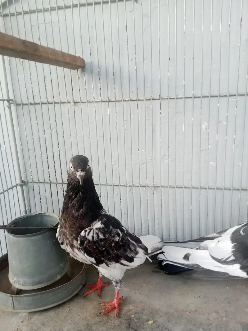 Ram puri pegeons — photo 4