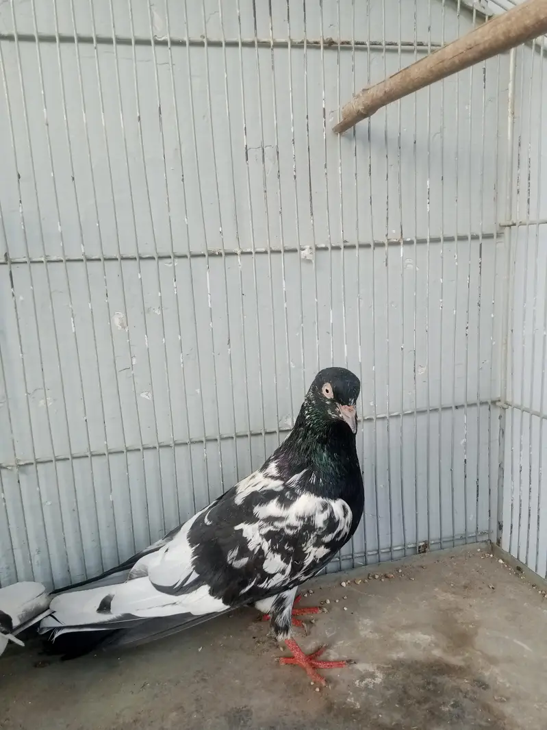 Ram puri pegeons — photo 5