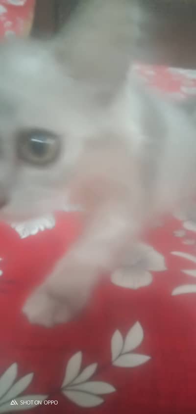Turkish cat
