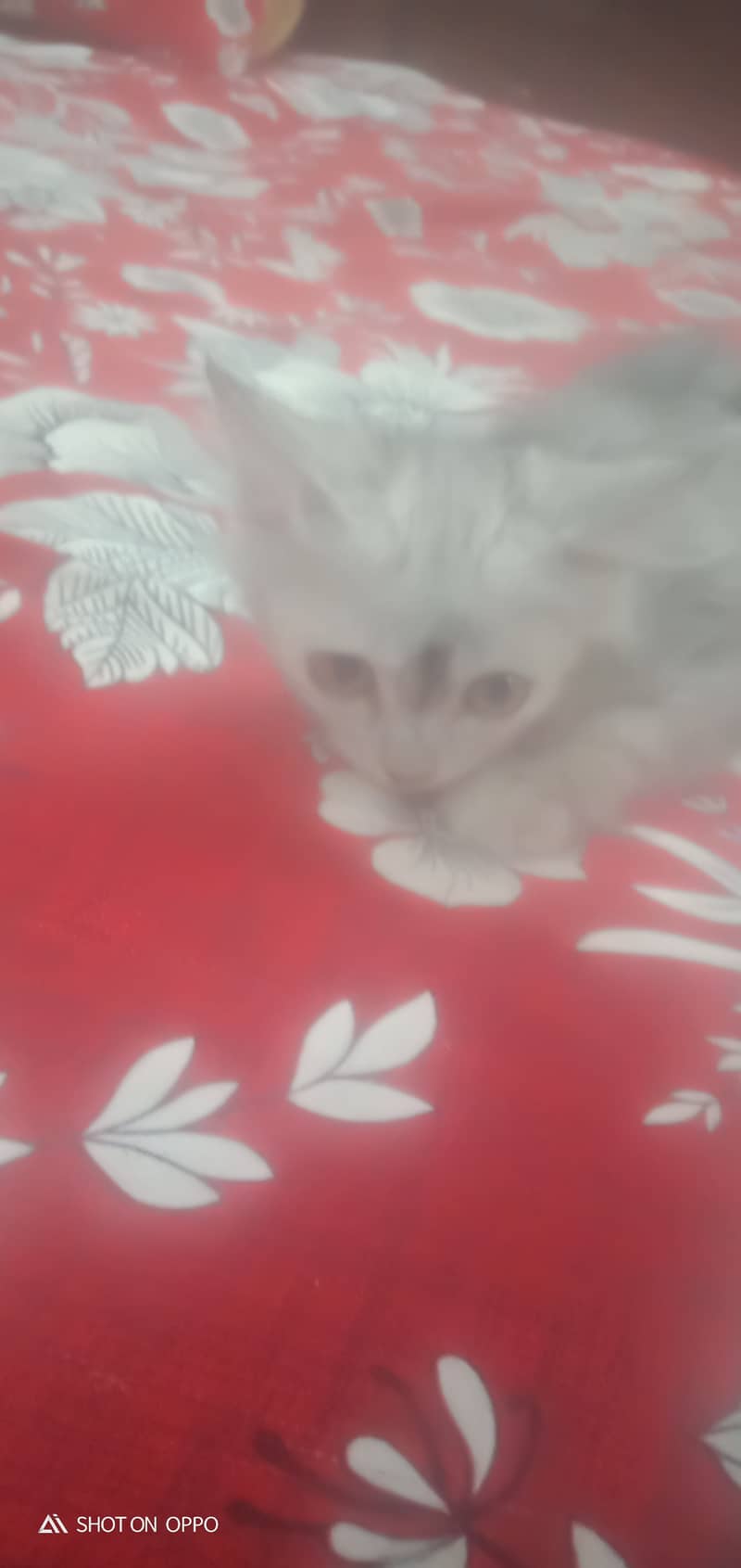Turkish cat 1