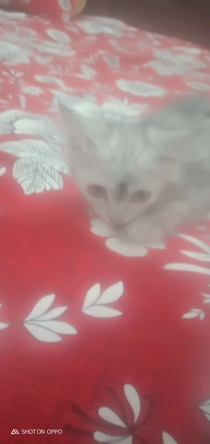 Turkish cat — photo 2