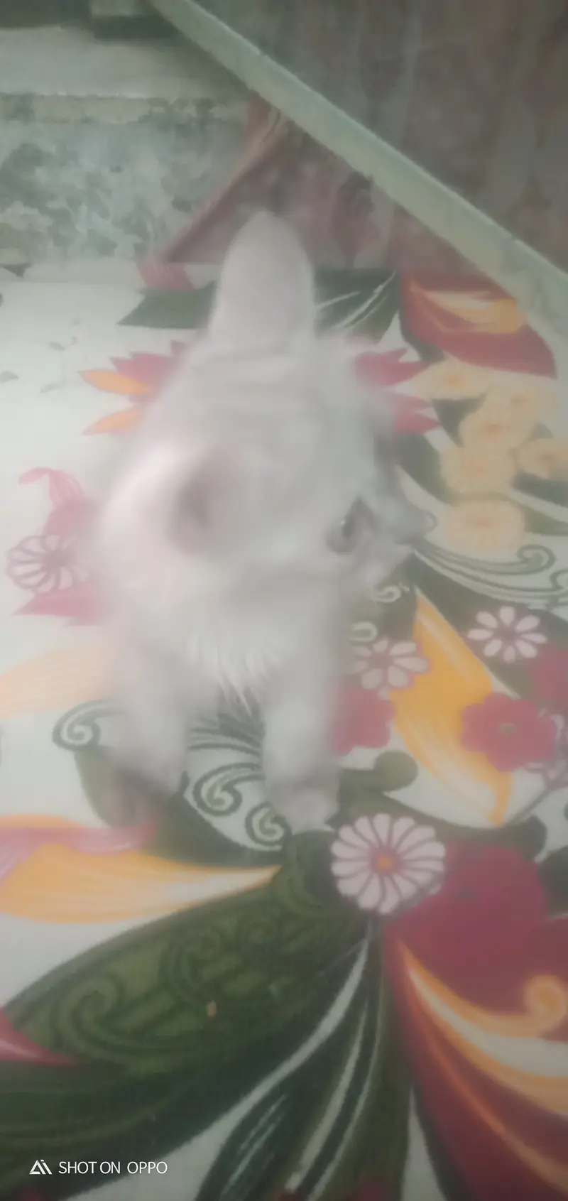 Turkish cat — photo 3