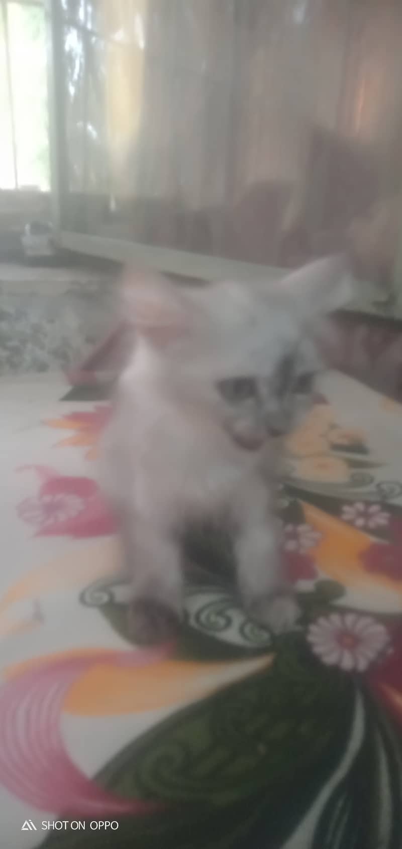 Turkish cat 3