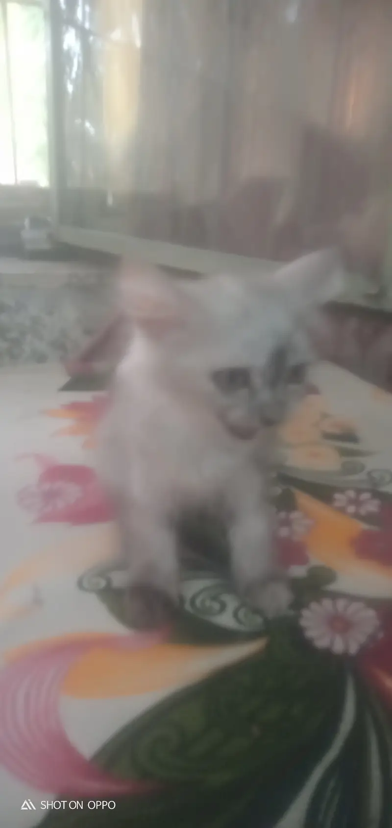 Turkish cat — photo 4