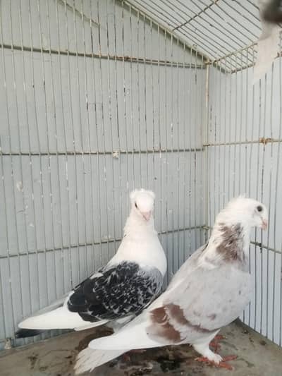 Pegeons