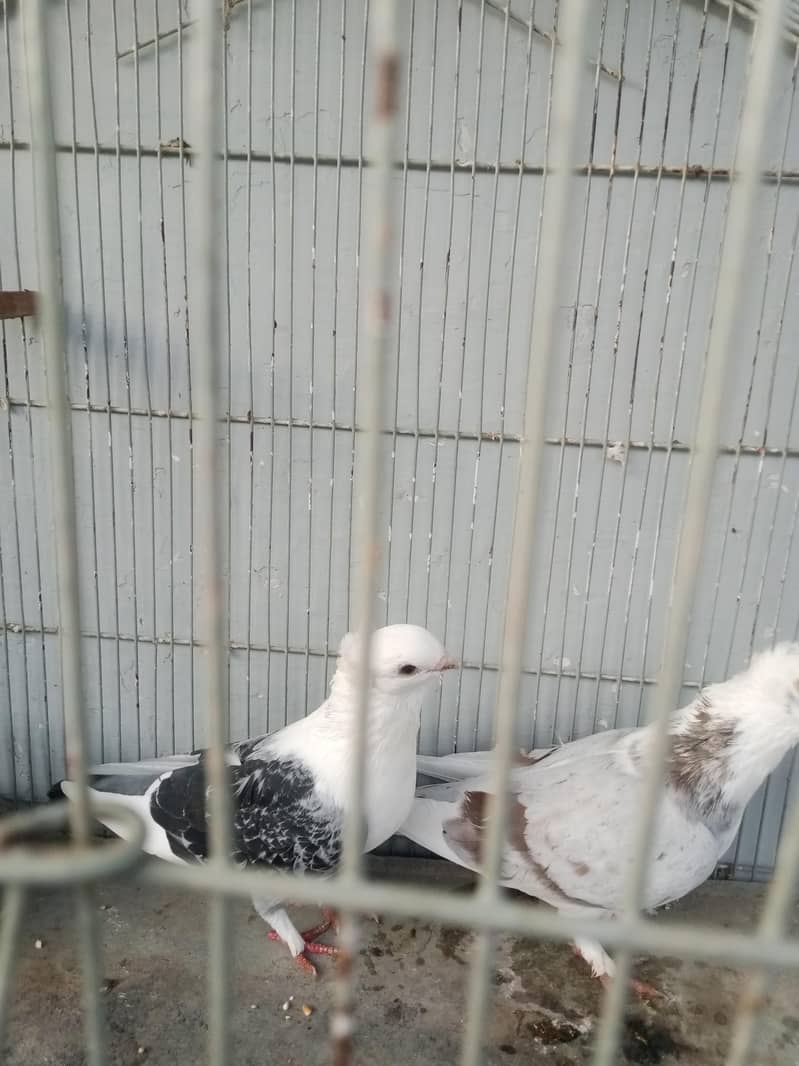 Pegeons 2