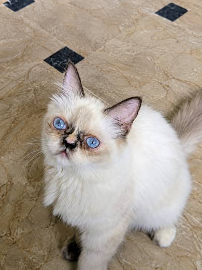 Cat for sell