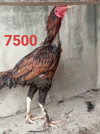 Aseel Murga and murgi for sale