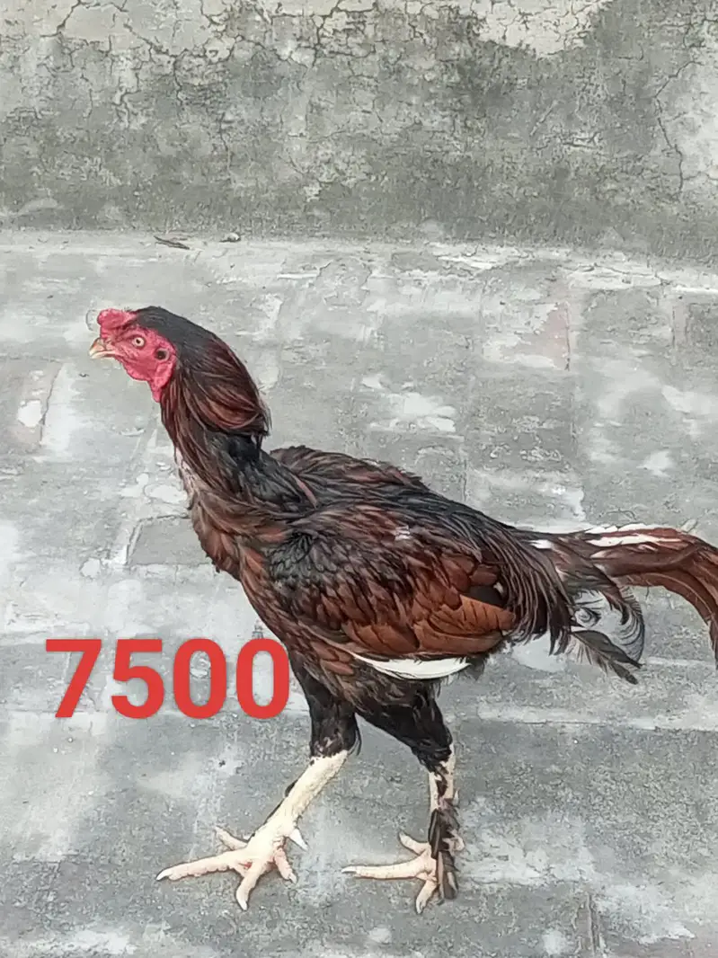 Aseel Murga and murgi for sale — photo 2