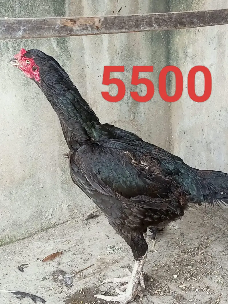 Aseel Murga and murgi for sale — photo 3