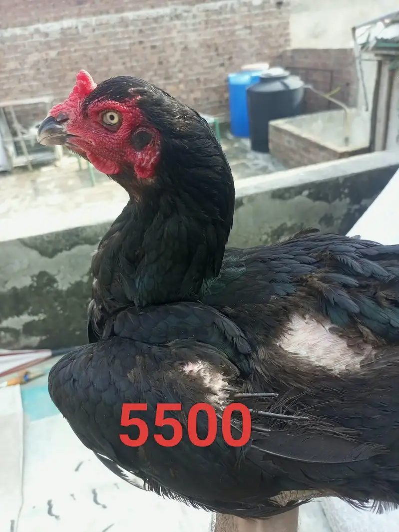 Aseel Murga and murgi for sale — photo 4