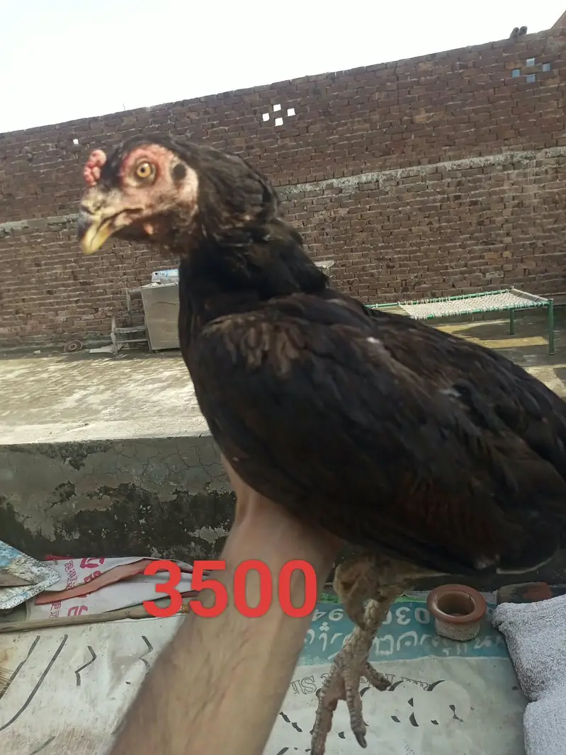 Aseel Murga and murgi for sale — photo 5