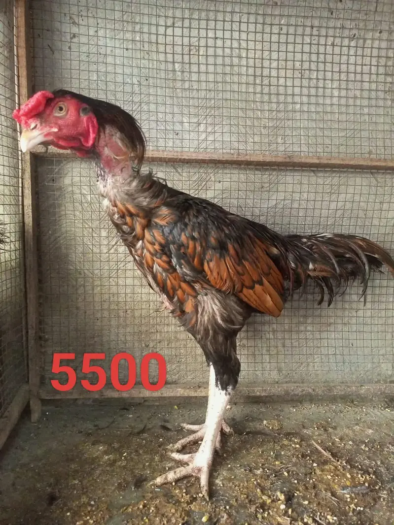 Aseel Murga and murgi for sale — photo 6