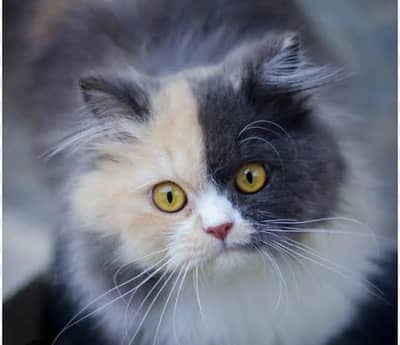 cat selling