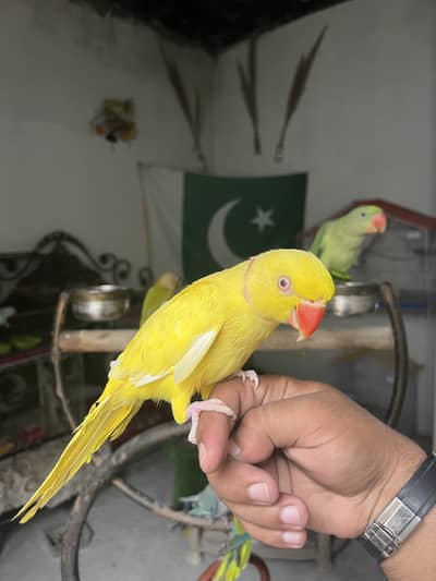 Handtame yellow red eyes parrot / friendly birds