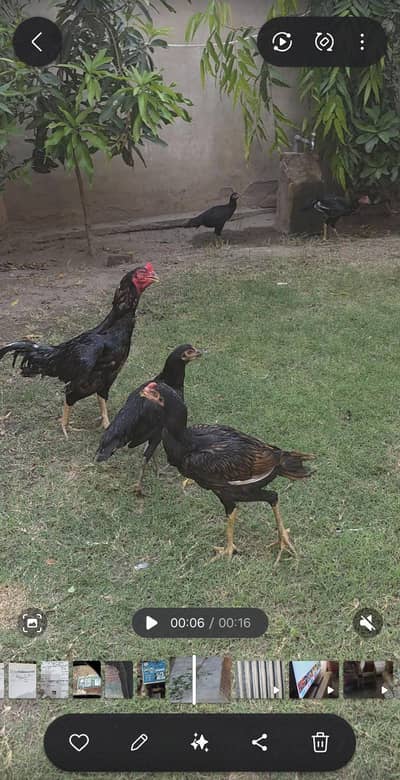 pure aseel male and 7 month chicks available