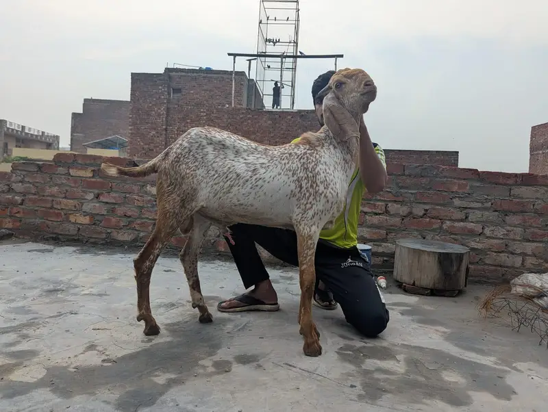 mahki chenna 3 bakry — photo 2