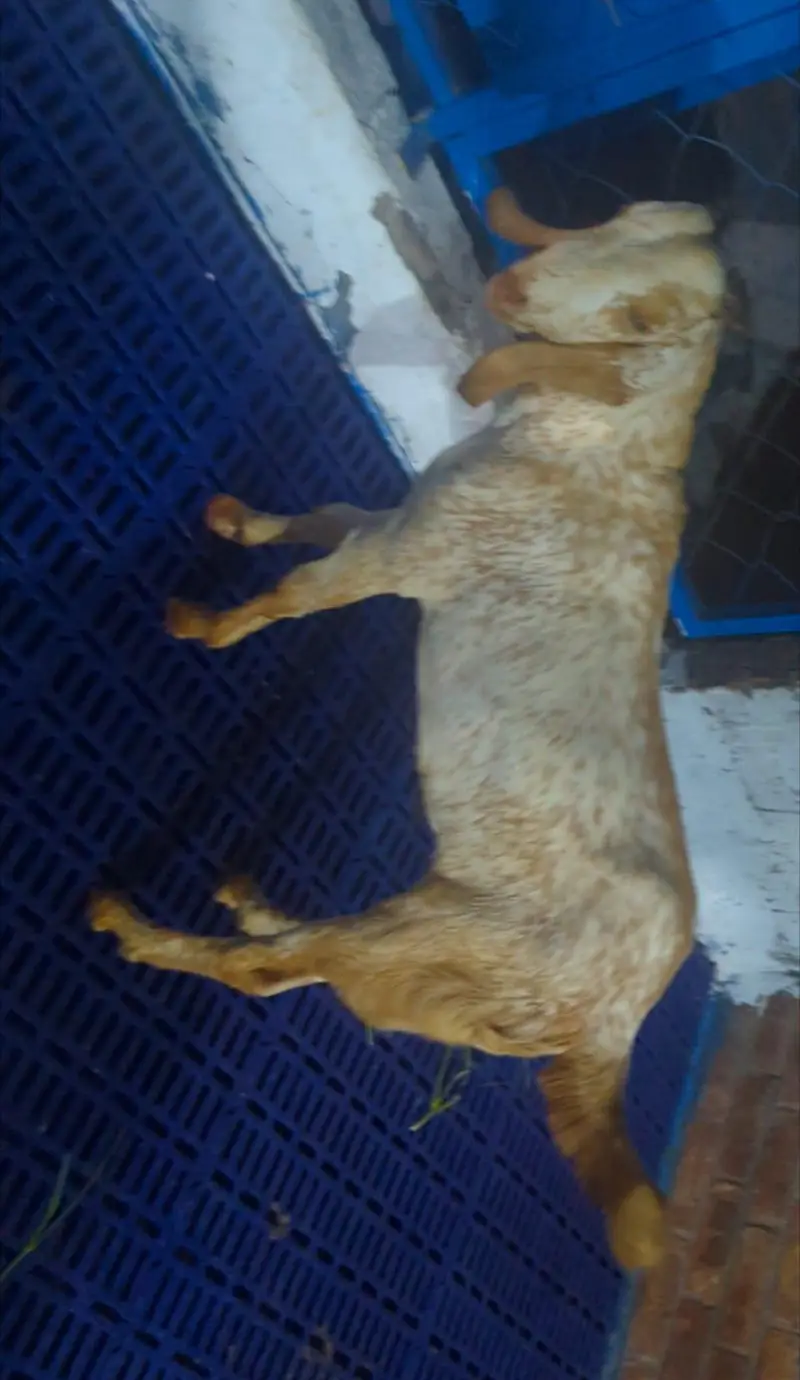 mahki chenna 3 bakry — photo 3