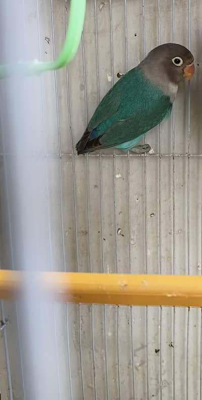 Female par blue available for sale