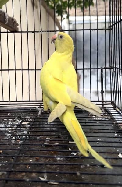 YELLOW DILUTE