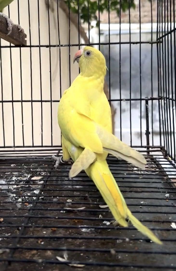 YELLOW DILUTE 0