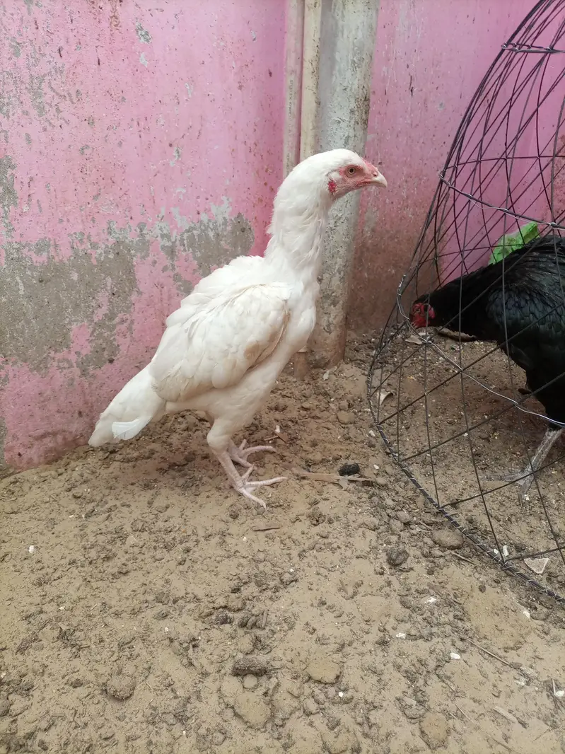 pure maiwali heri — photo 2
