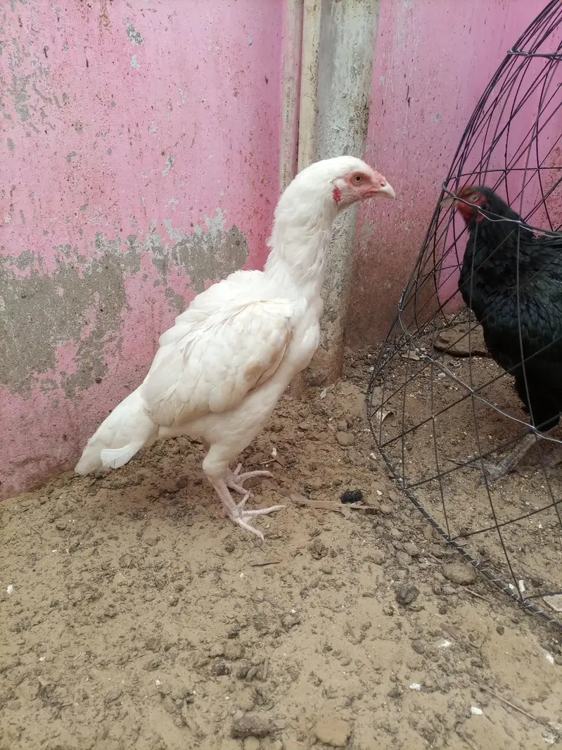 pure maiwali heri — photo 3