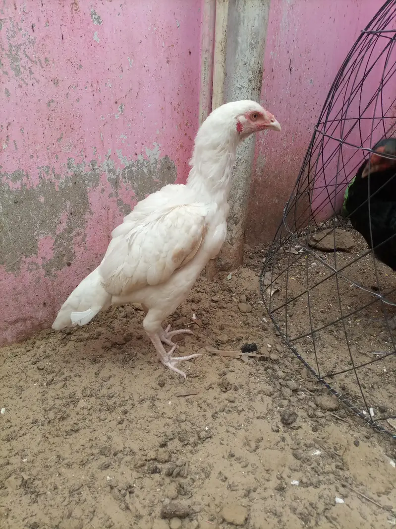 pure maiwali heri — photo 5