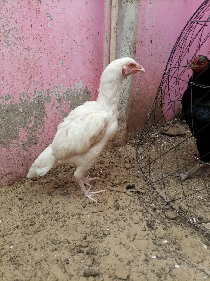 pure maiwali heri — photo 6