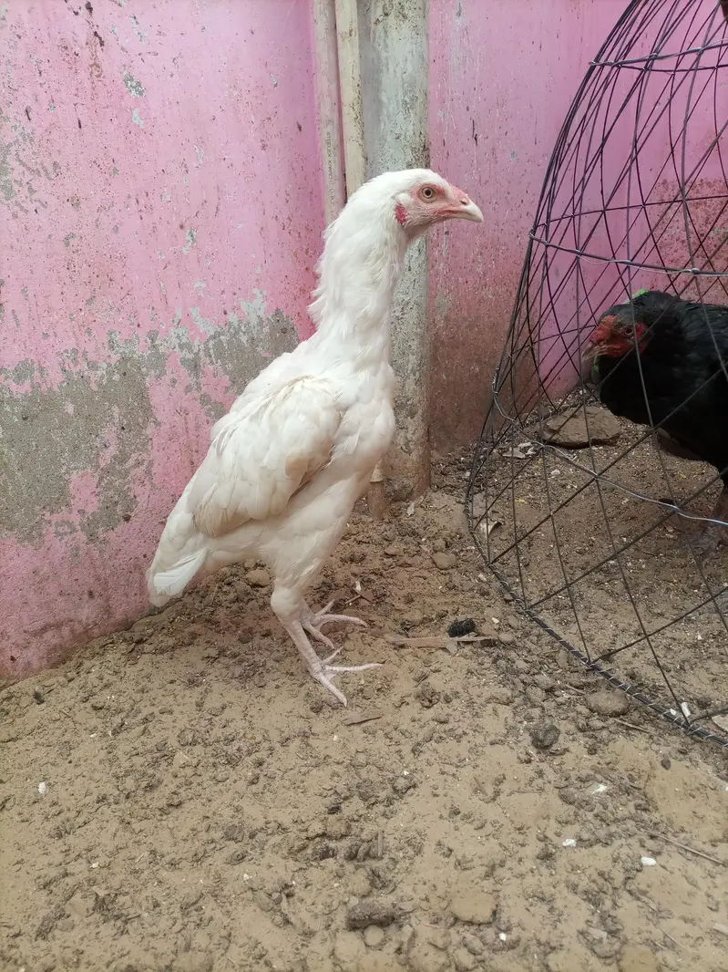 pure maiwali heri — photo 7