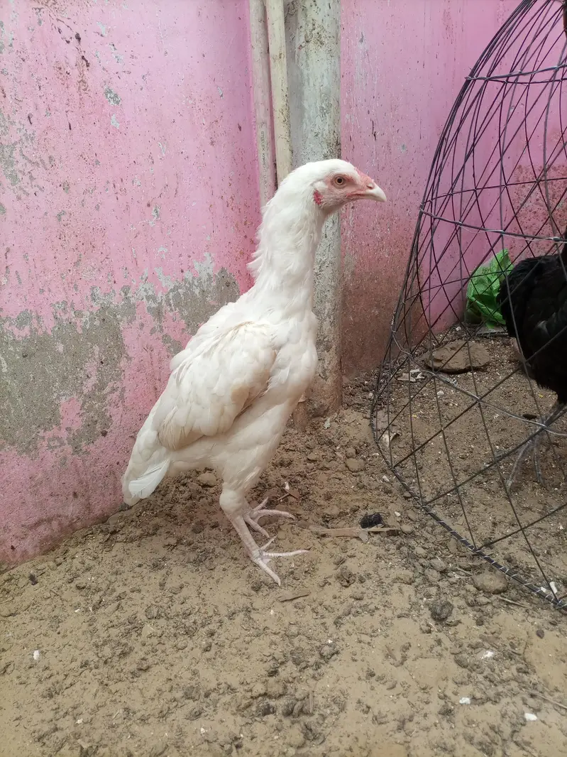 pure maiwali heri — photo 8