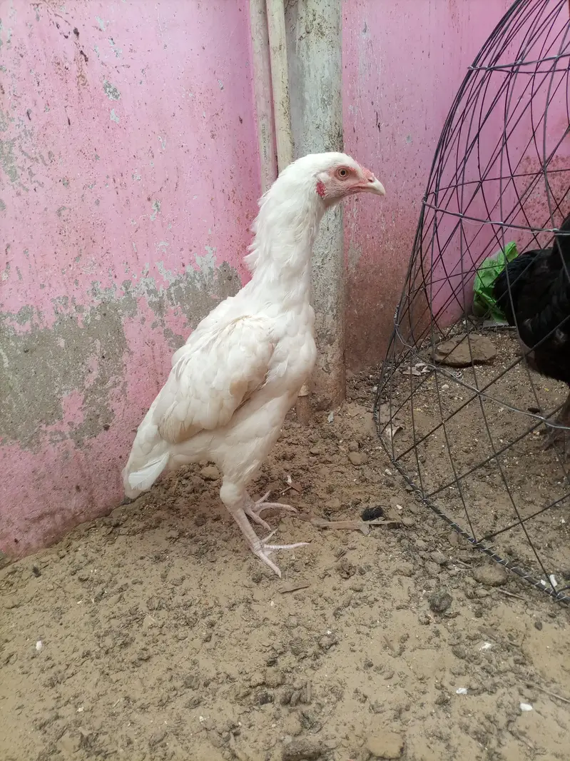 pure maiwali heri — photo 9