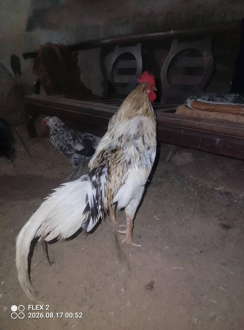 sindhi mugra 0