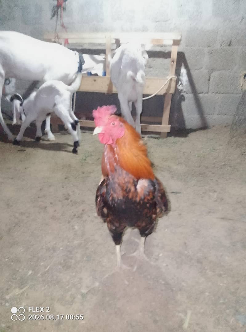 sindhi mugra 1
