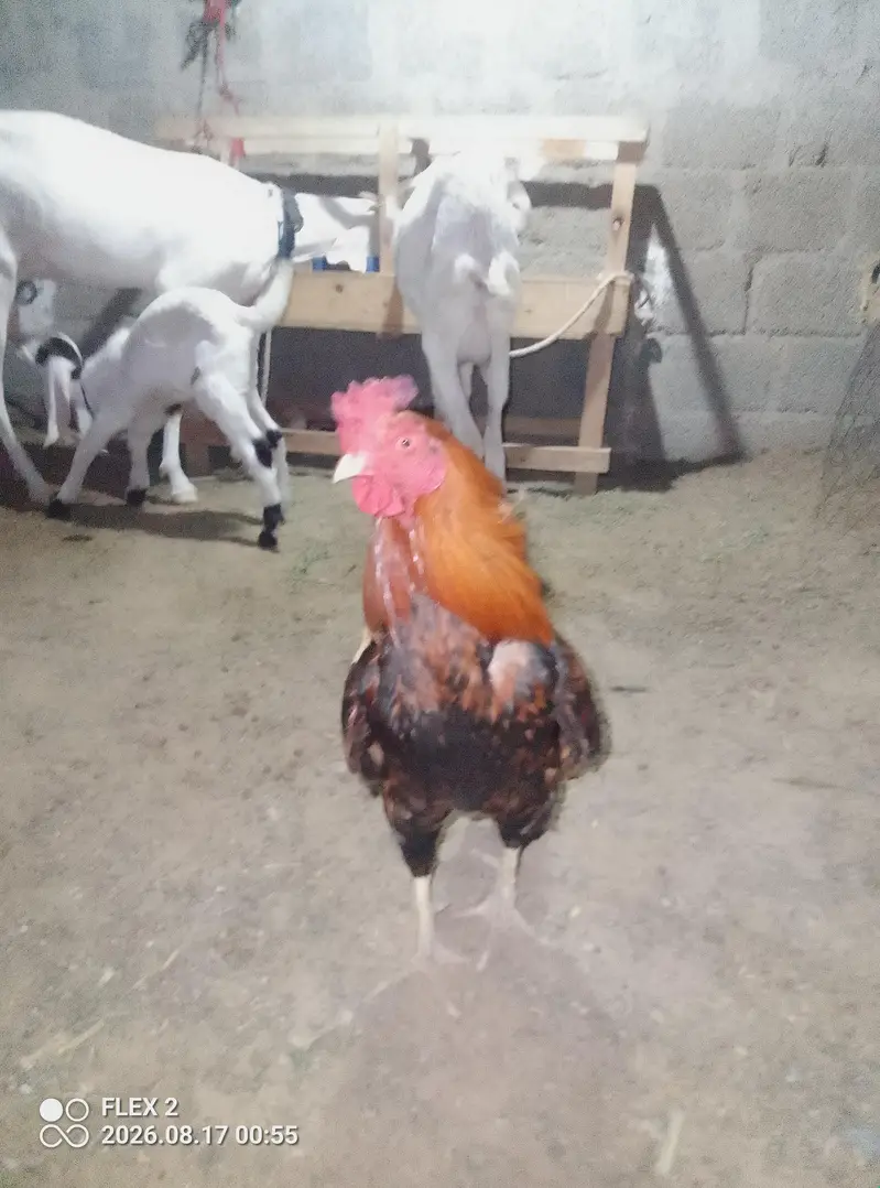 sindhi mugra — photo 2