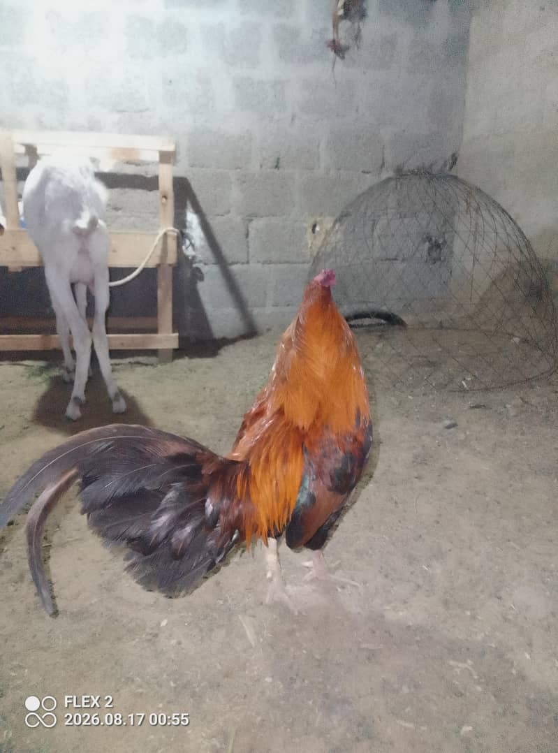 sindhi mugra 2