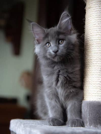 British shorthair. Ragdoll. Scottish fold. Maine coons ava in import