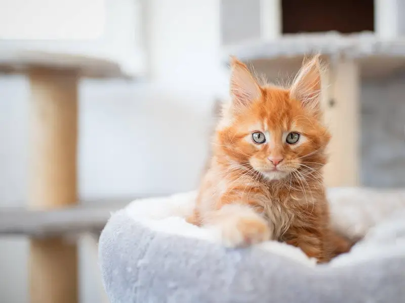British shorthair. Ragdoll. Scottish fold. Maine coons ava in import — photo 4