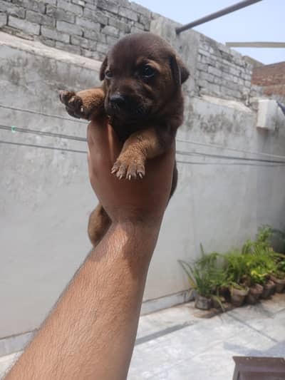 german shephed female puppy