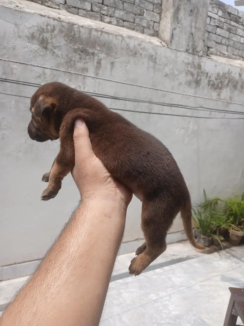 german shephed female puppy — photo 3