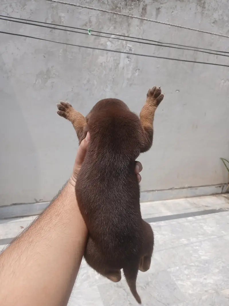 german shephed female puppy — photo 4