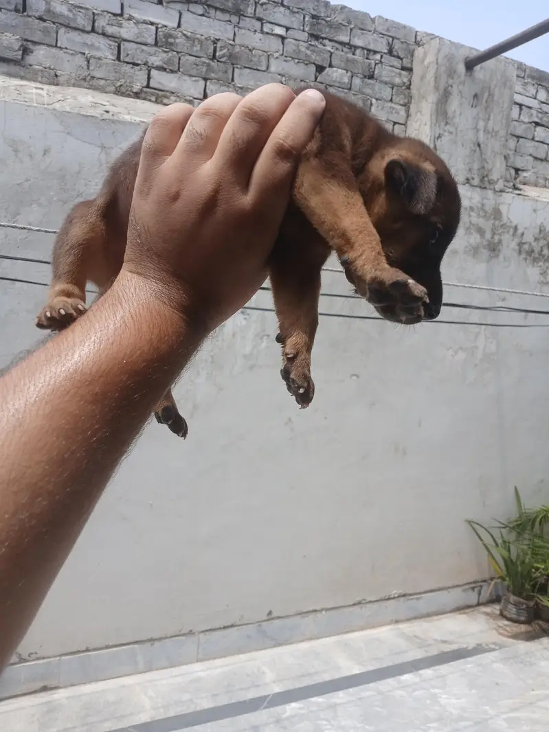 german shephed female puppy — photo 5