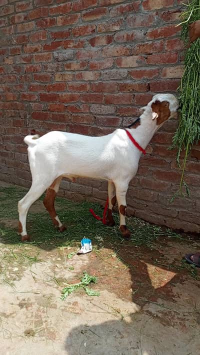 tadda for sale