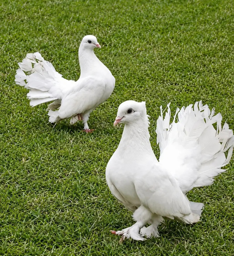 Fantail quality peogin — photo 3