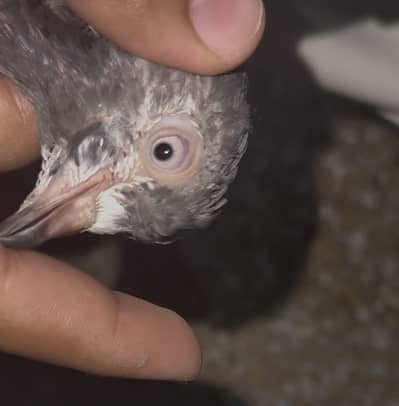 Joro wali female for sale