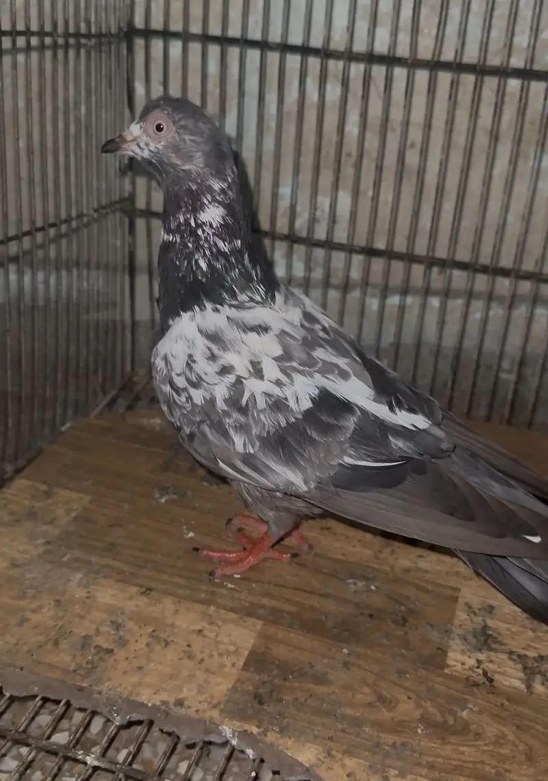 Joro wali female for sale — photo 2