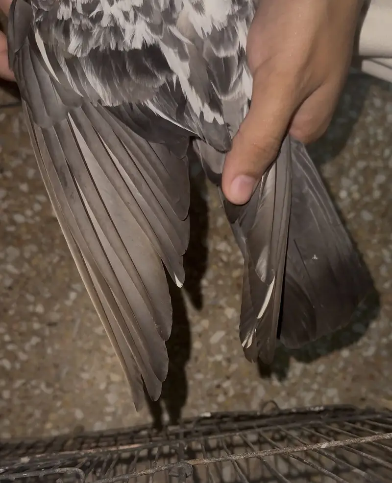 Joro wali female for sale — photo 3