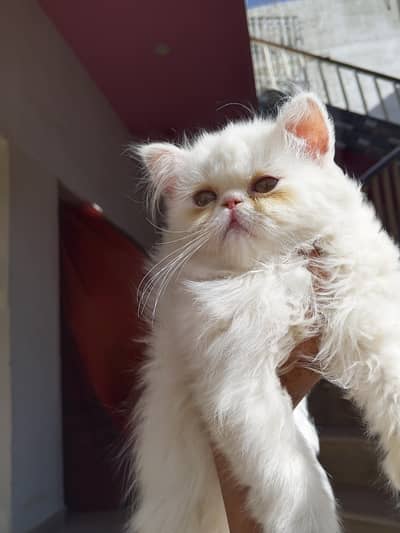 Snow White Pure Peki Breed Breed in Cute Face Female